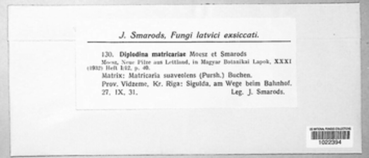 Ascochyta matricariae image